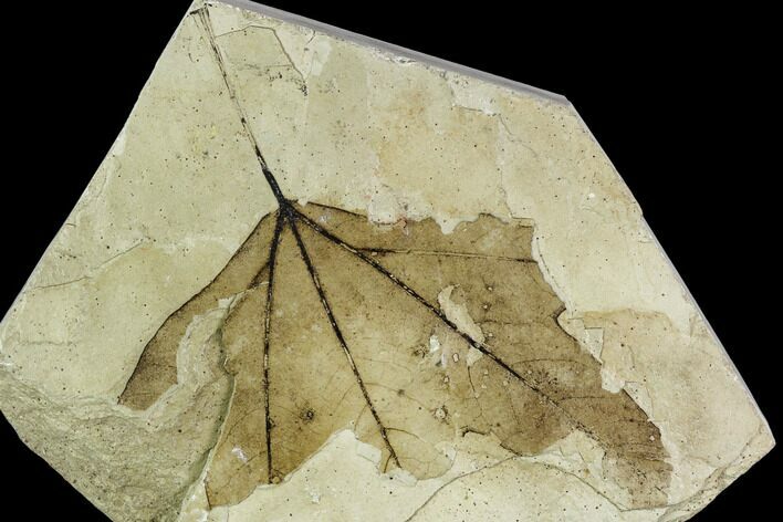 Fossil Sycamore (Platanus) Leaf - Green River Formation, Utah #111412